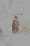 Agonopterix ciliella
