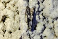 Blastodacna hellerella