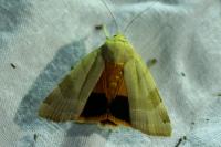 Noctua tirrenica