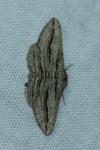 Ecleora solieraria