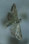 Euchromius anapiellus