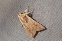 Mythimna unipuncta