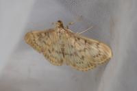 Patania ruralis