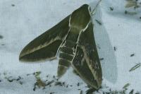 Hyles euphorbiae