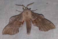 Laothoe populi