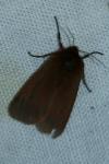 Phragmatobia fuliginosa
