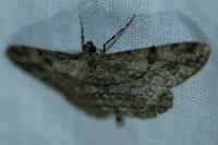 Peribatodes rhomboidaria