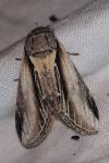 Pheosia tremula