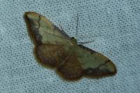 Idaea ostrinaria