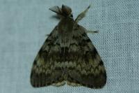 Lymantria dispar
