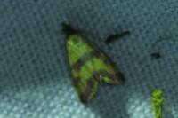 Pyrausta sanguinalis