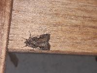 Xestia c-nigrum