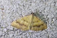 Camptogramma bilineata