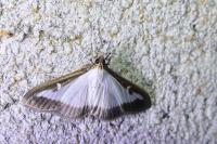 Cydalima perspectalis