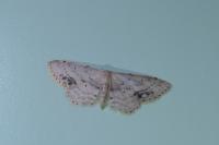 Idaea dimidiata