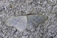 Idaea subsericeata