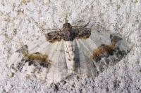 Ligdia adustata