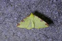 Opisthograptis luteolata