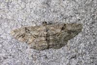 Peribatodes rhomboidaria