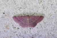 Scopula rubiginata