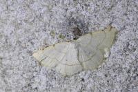 Stegania trimaculata