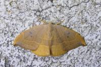 Watsonalla binaria