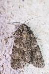 Acronicta rumicis