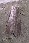 Agrius convolvuli