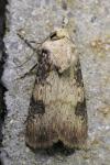 Agrotis puta