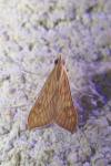 Antigastra catalaunalis