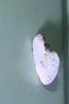 Cilix hispanica