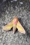 Deilephila porcellus