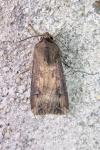 Agrotis ipsilon