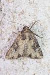 Apamea epomidion