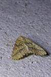 Aspitates ochrearia