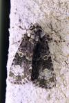 Craniophora ligustri
