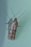 Homoeosoma sinuella