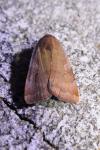 Noctua janthe / Noctua janthina