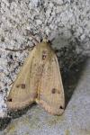 Noctua pronuba