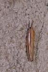 Agriphila tristella