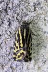 Emmelia trabealis