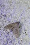 Mecyna asinalis