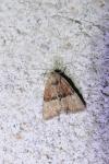 Mesoligia furuncula