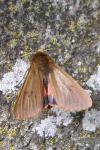 Phragmatobia fuliginosa