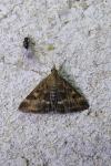 Pyrausta despicata