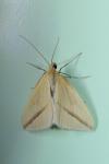 Rhodometra sacraria