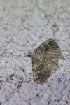 Alucita hexadactyla