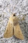 Mythimna vitellina