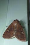 Xestia xanthographa