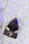 Tyta luctuosa